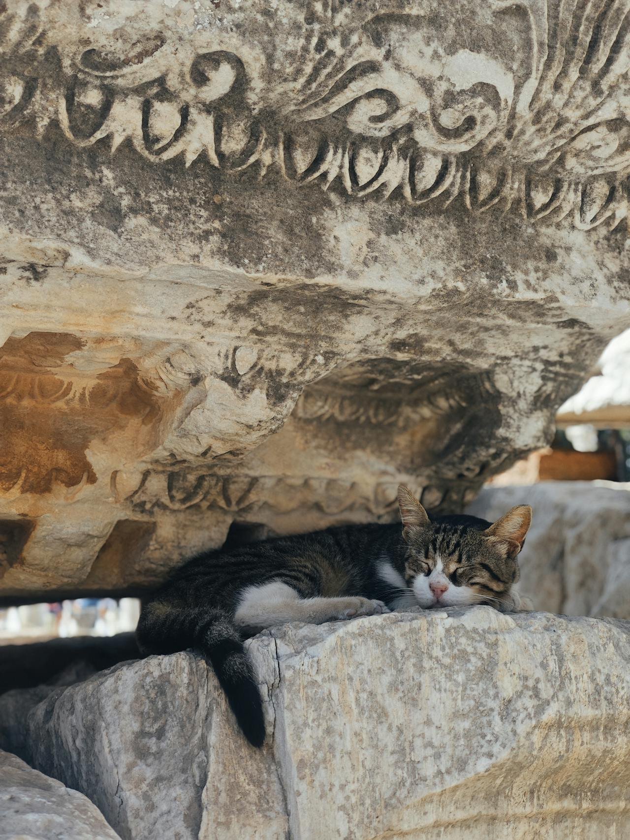zoología desde el núcleo
